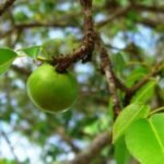 The current image has no alternative text. The file name is: 3403195173.jpg